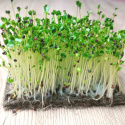 Brokuł 100g - Nasiona na kiełki i mikroliście