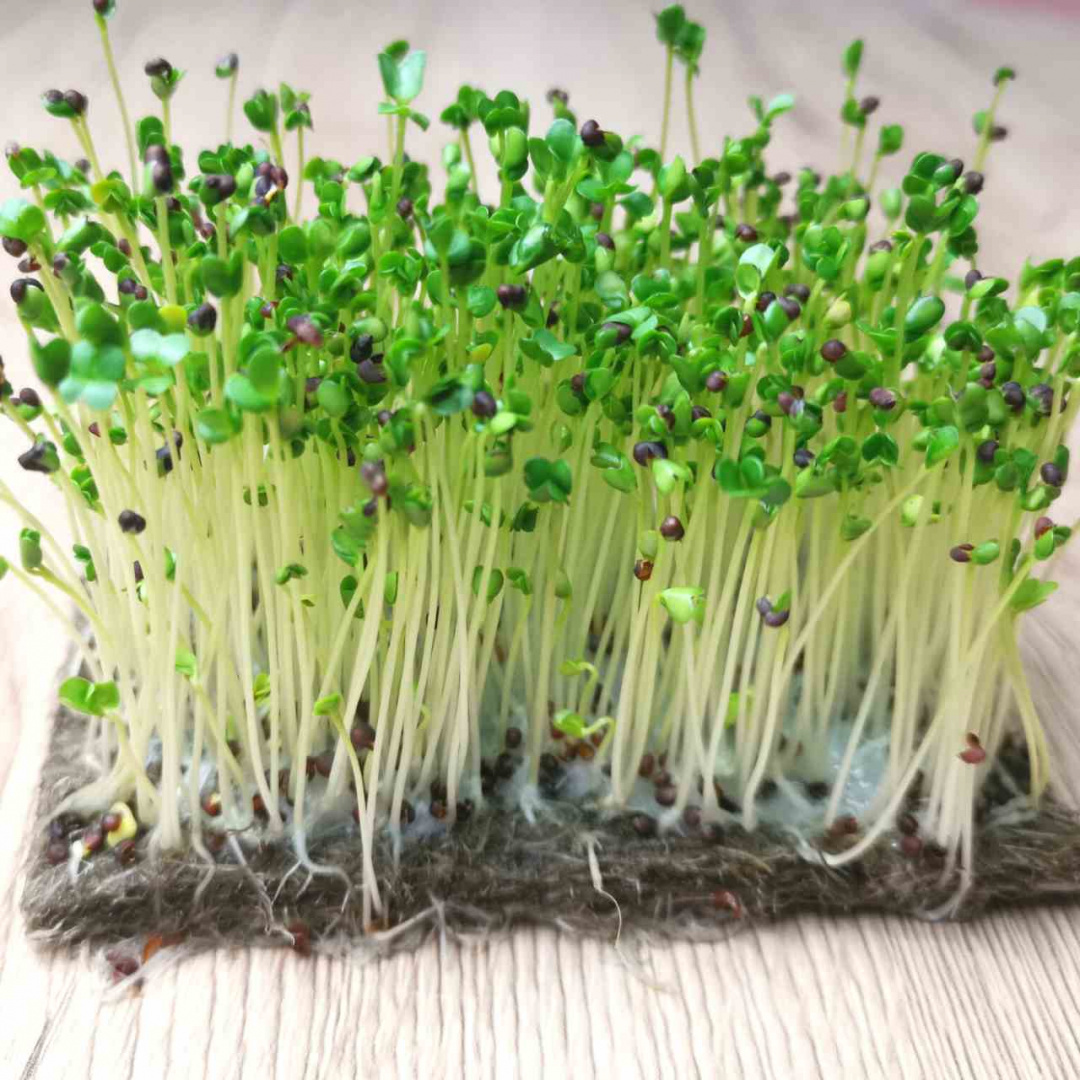 Brokuł 500g - Nasiona na kiełki i mikroliście