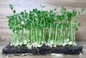 Groch 100g - Nasiona na mikroliście