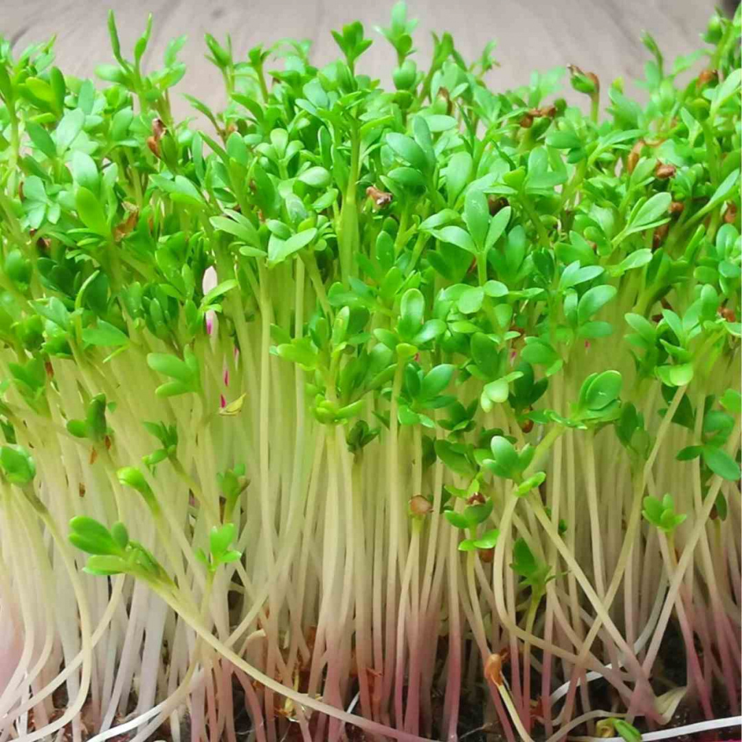 Rzeżucha 100g - Nasiona na kiełki i mikroliście