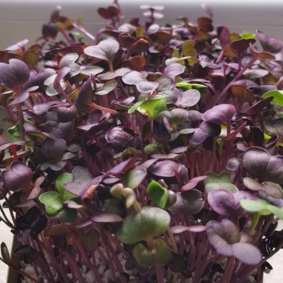 Rzodkiewka Red Purple 100g - Nasiona na kiełki i mikroliście